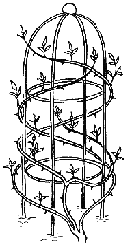 Gartentipps Kletterrosen