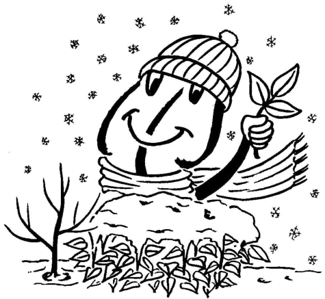 Nimmermüde Immergrüne