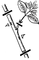 Rosen veredeln - Edelreis schneiden