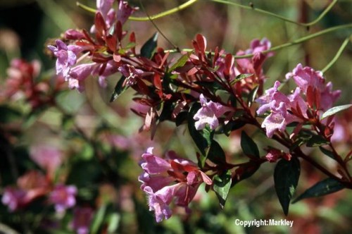 Abelia grandiflora