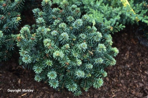 Abies balsamea 'Piccolo'