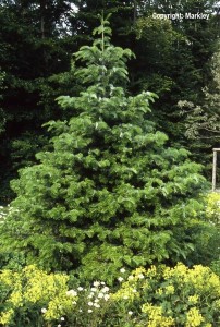 Abies nordmanniana
