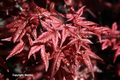 Acer palmatum 'Deshojo'