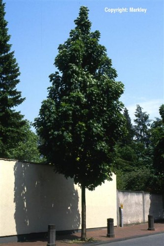 Acer platanoides 'Columnare'