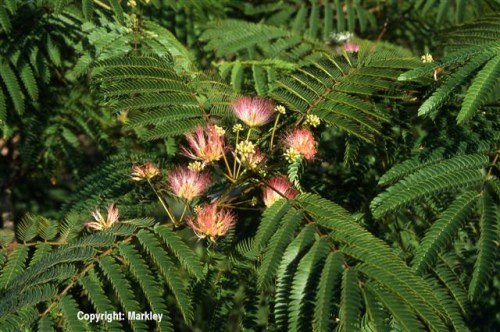 Albizia julibrissin