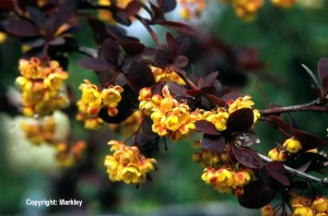 Berberis ottawensis 'Superba'