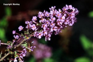 Buddleja davidii 'Border Beauty'
