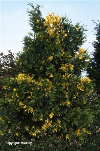 Calocedrus decurrens 'Aureovariegata'