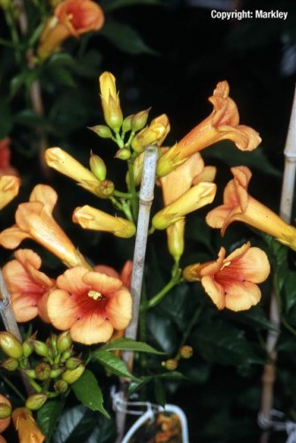 Campsis radicans 'Indian Summer'