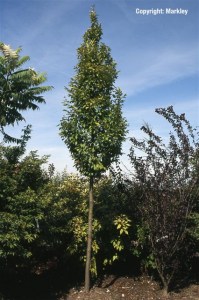 Keine Abbildung zugeordnet Carpinus betulus 'Fastigiata'