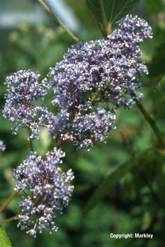 Ceanothus delilianus 'Gloire de Versailles'
