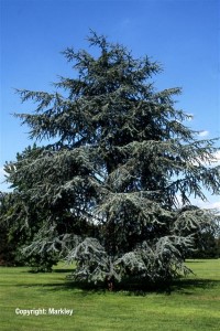 Cedrus atlantica 'Glauca'