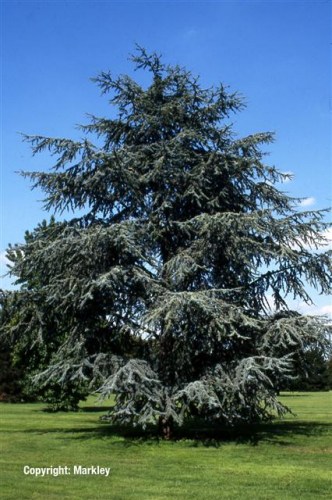 Cedrus atlantica 'Glauca'