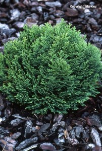 Chamaecyparis lawsoniana 'Minima Glauca'