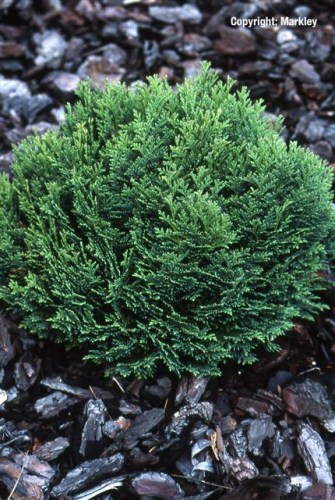 Chamaecyparis lawsoniana 'Minima Glauca'