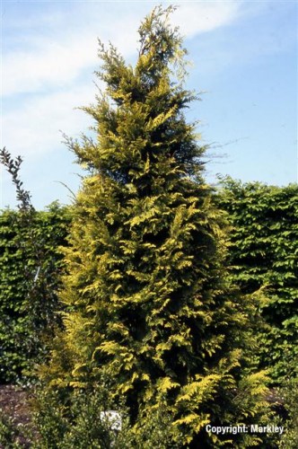 Chamaecyparis lawsoniana 'Stardust'
