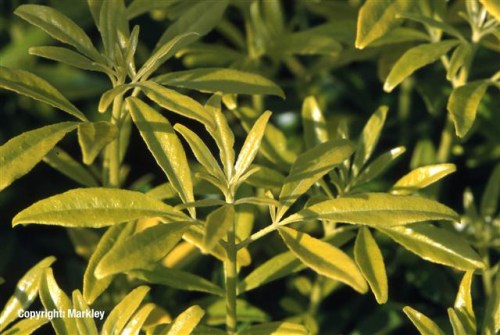 Choisya ternata 'Sundance'