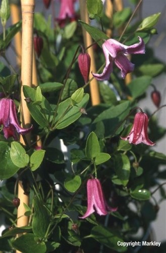 Clematis viticella 'Etoile Rose'