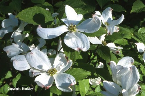 Cornus florida