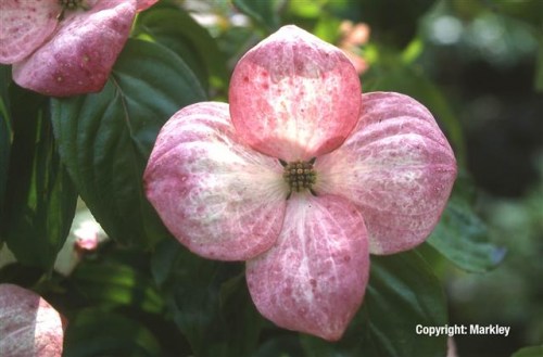 Cornus kousa 'Satomi'