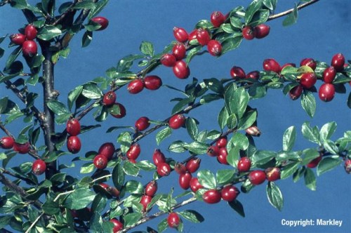 Cotoneaster divaricatus