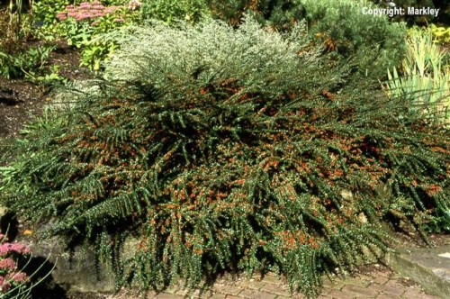 Cotoneaster horizontalis