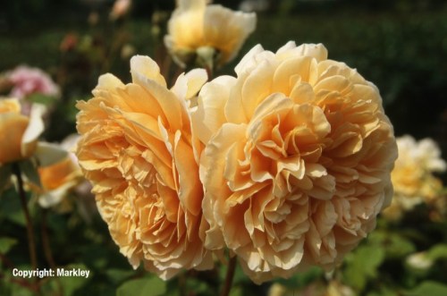 Rosa 'Crown Princess Margareta' -R-