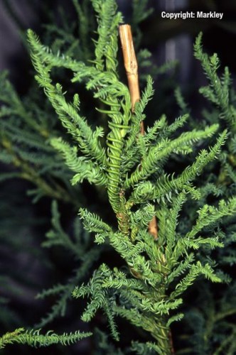 Cryptomeria japonica 'Rasen'