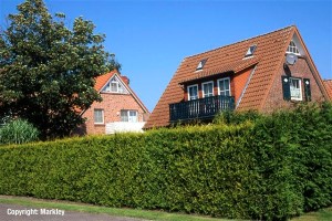 Cupressocyparis leylandii 'Castlewellan Gold'