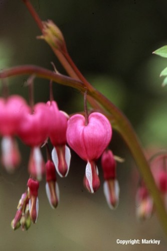 Dicentra spectabilis