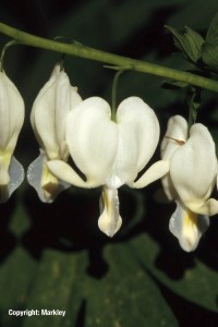 Dicentra spectabilis 'Alba'