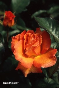 Rosa 'Doris Tysterman'