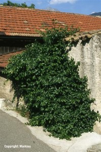 Euonymus fortunei 'Vegetus'