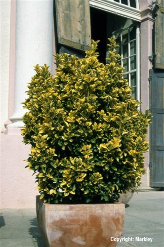 Euonymus japonicus 'Aureomarginatus'