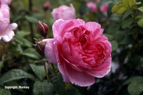 Rosa 'Flashlight' -R-