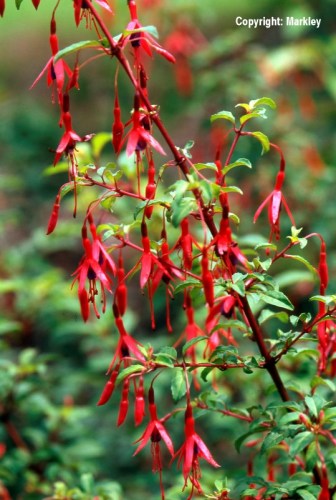 Fuchsia magellanica 'Gracilis'