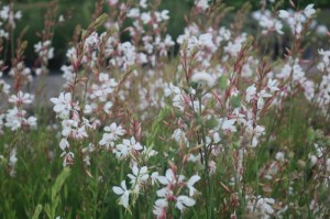 Gaura lindheimerii 'Karaleee White'