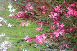 Gaura lindheimerii 'Tuttifrutti'