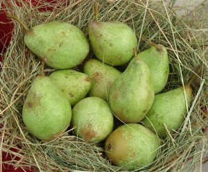 Pyrus com. 'GrÃ¤fin von Paris'