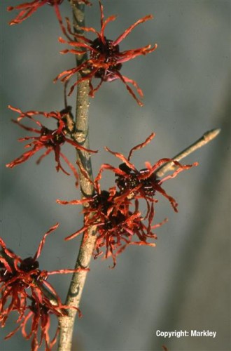 Hamamelis intermedia 'Feuerzauber'