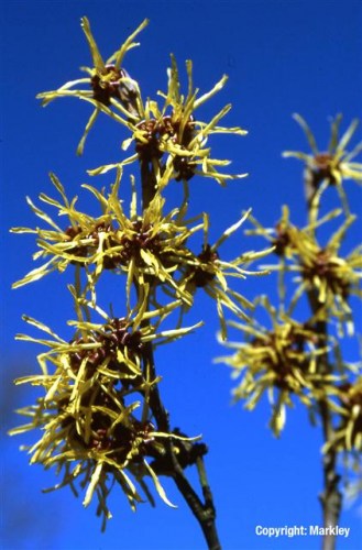 Hamamelis intermedia 'Westerstede'