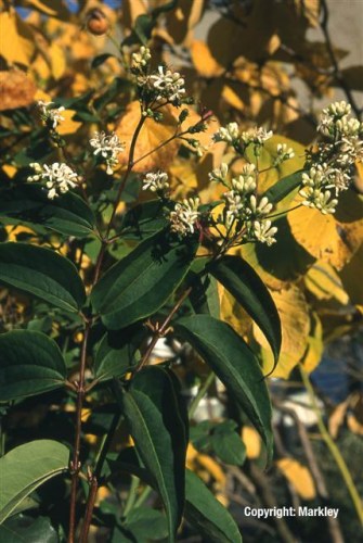 Heptacodium miconioides