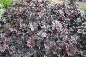 Heuchera 'Obsidian'