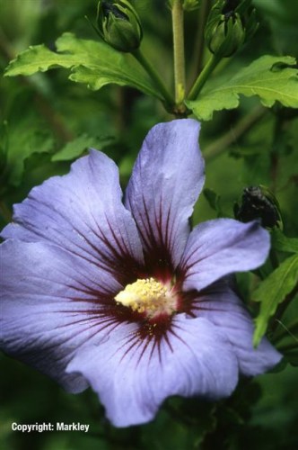 Hibiscus syriacus 'Blue Bird' ('Oiseau Bleu')
