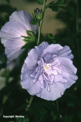 Hibiscus syriacus 'Blue Chiffon'