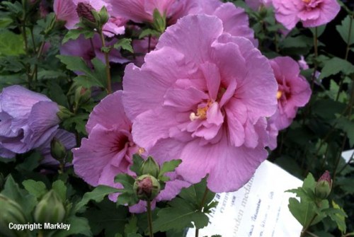 Hibiscus syriacus 'Lavender Chiffon'