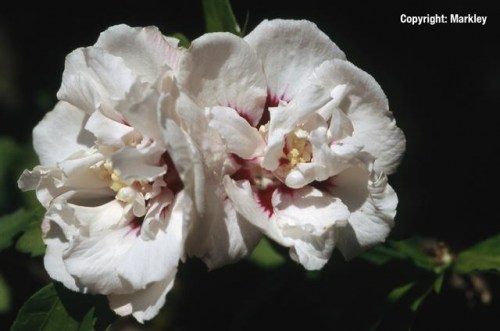 Hibiscus syriacus 'Speciosus'
