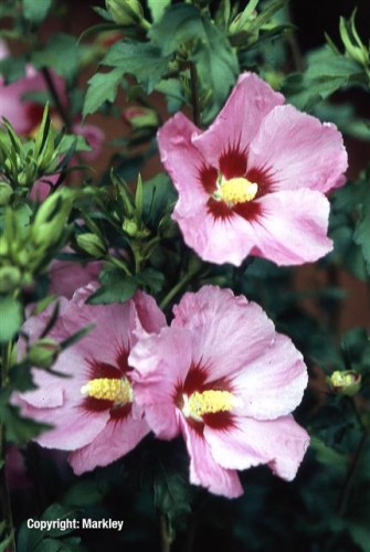 Hibiscus syriacus 'Woodbridge'