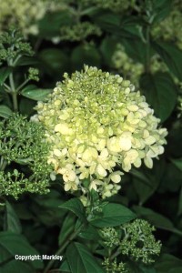 Hydrangea paniculata 'Limelight'