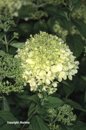 Hydrangea paniculata 'Limelight'